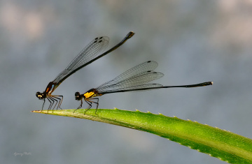 Damselfly