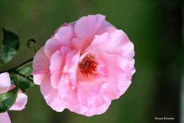 Pembe Gül