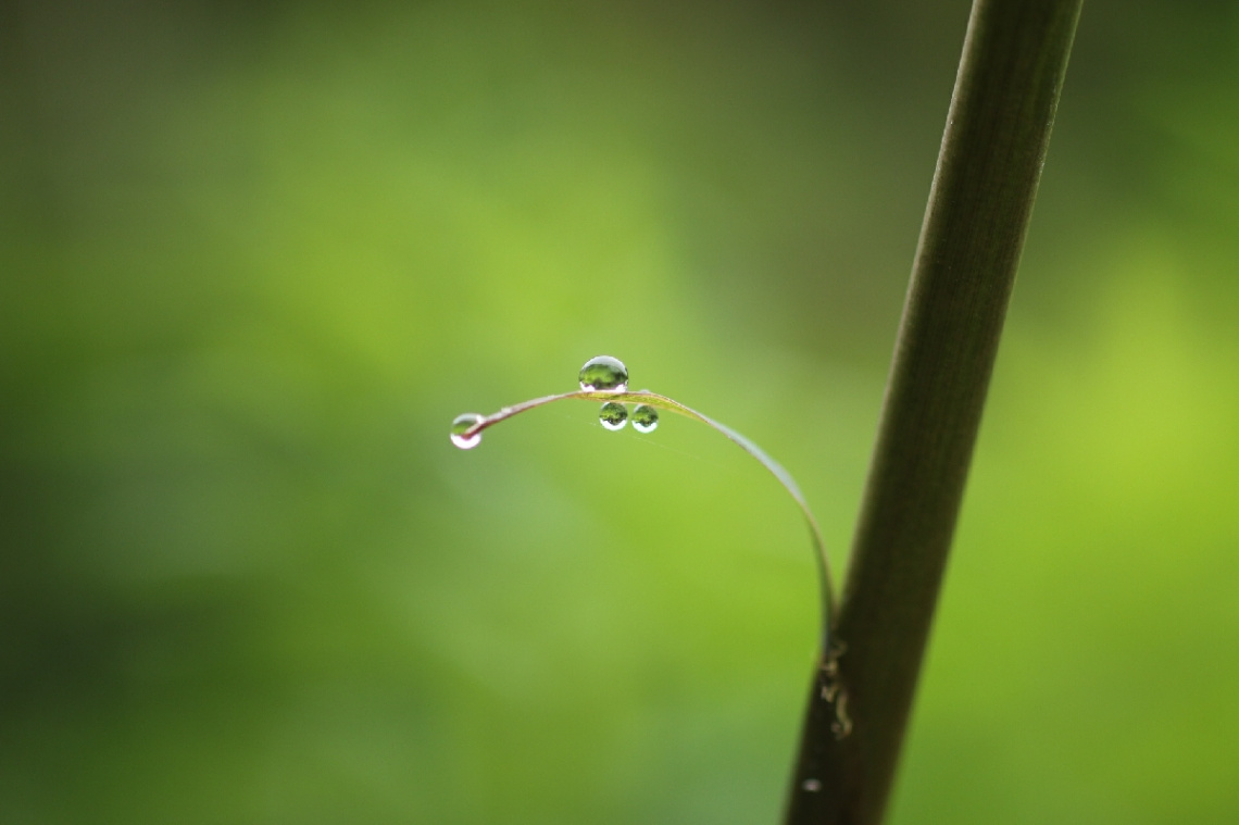 waterdrops