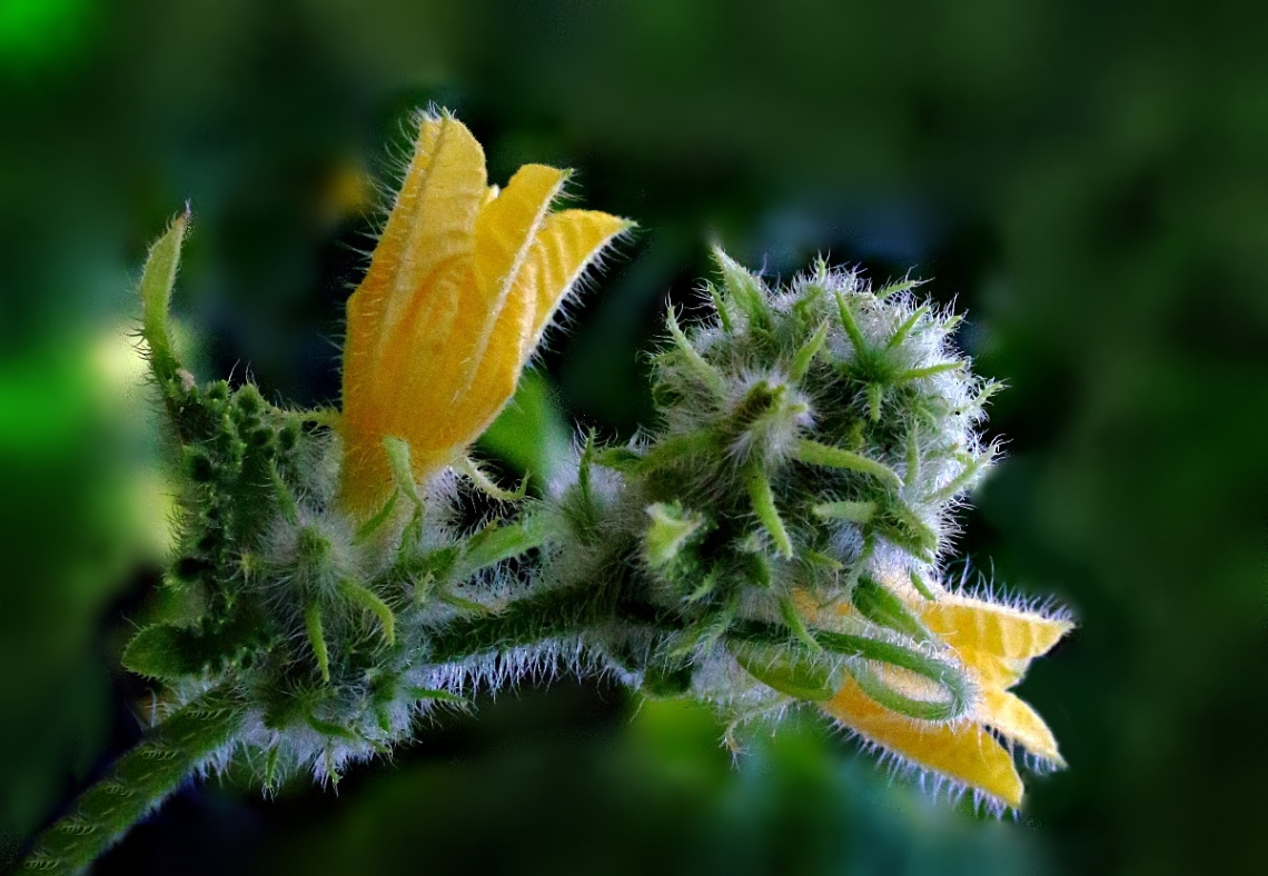 Salatalık Çiçeği