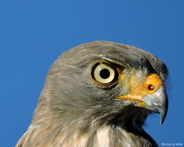 Eyes of a Hawk