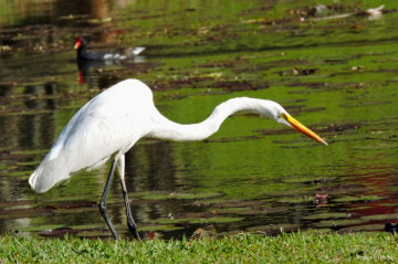 Ardea alba