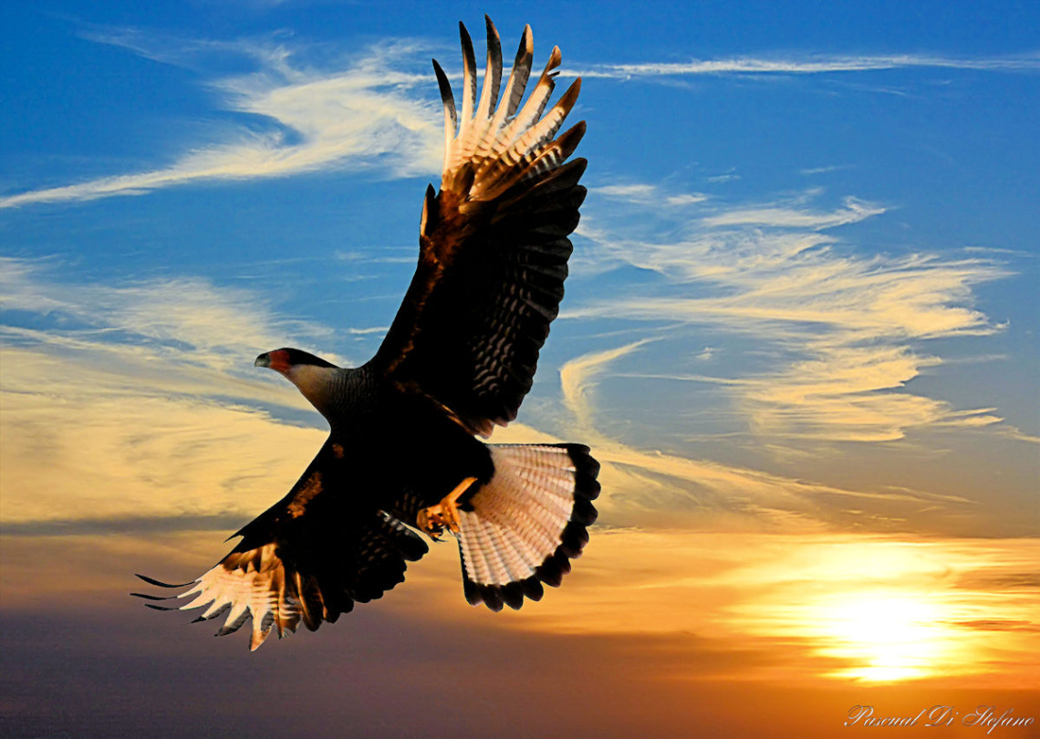 Flying in the sunset