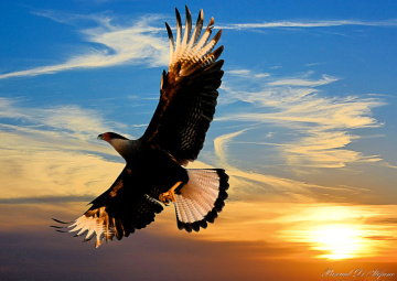 Flying in the sunset
