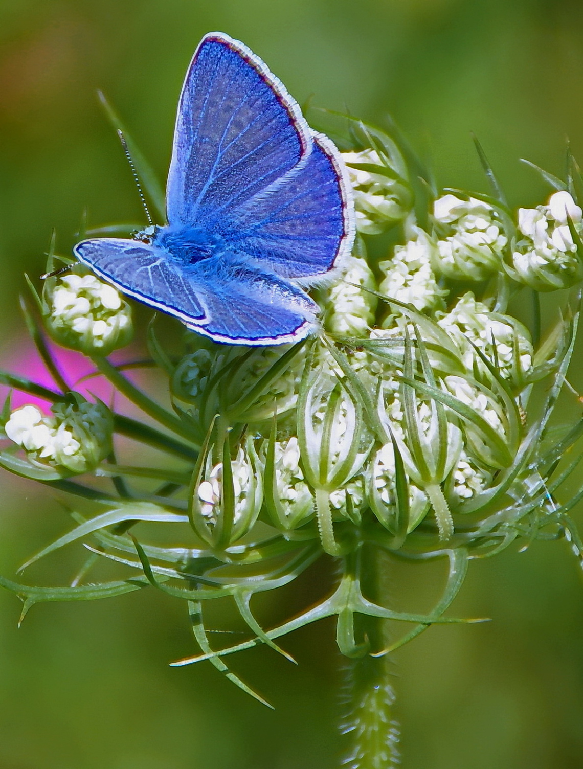 Blue one..again :)