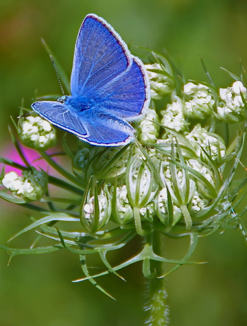 Blue one..again :)