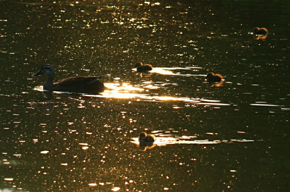 in the sunset…