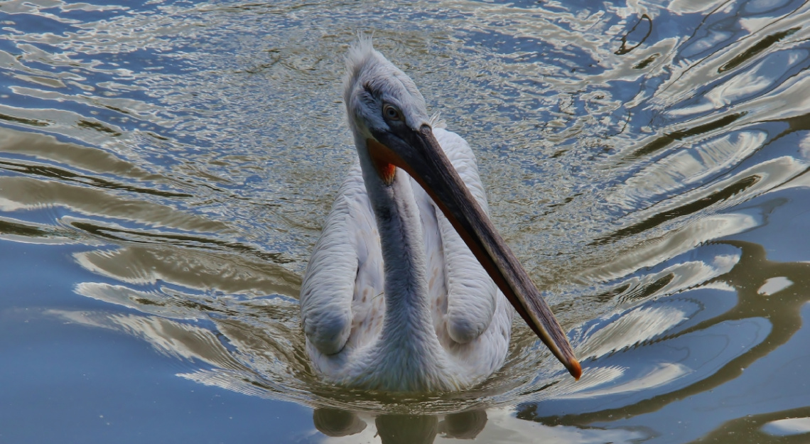 Dalmatian Pelican