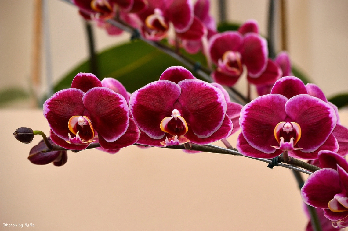 Orchids II