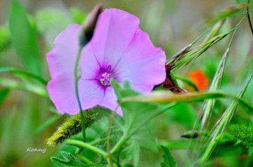 just a flower 