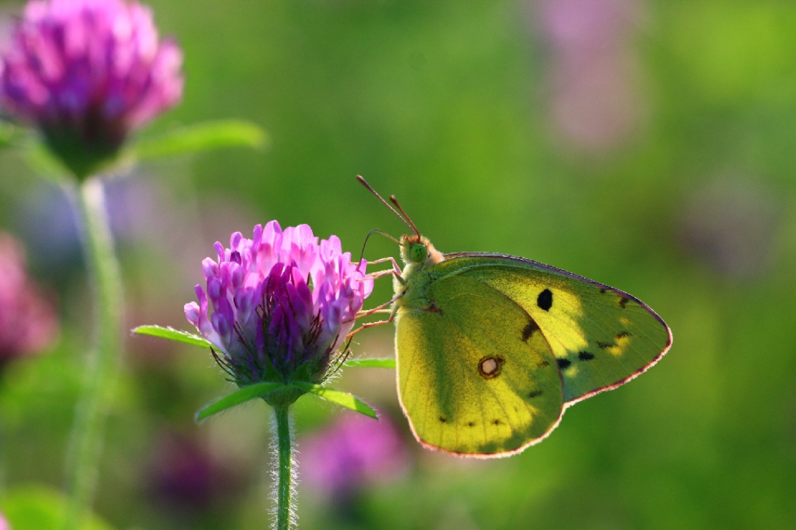 Yellow butterfly