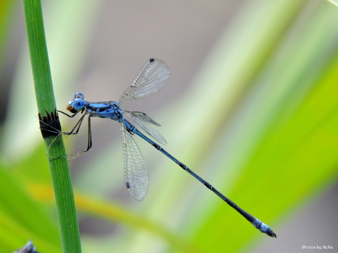 Mini Blue Dragonfly