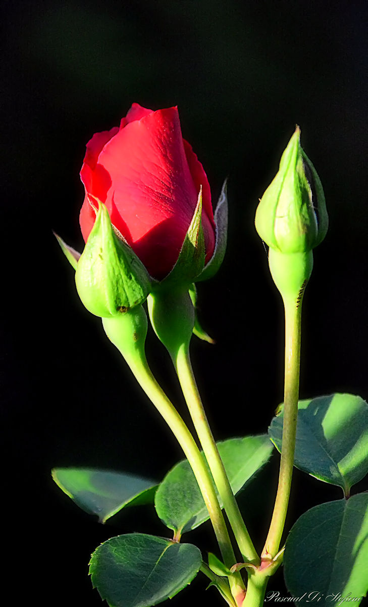 Trilogy of roses