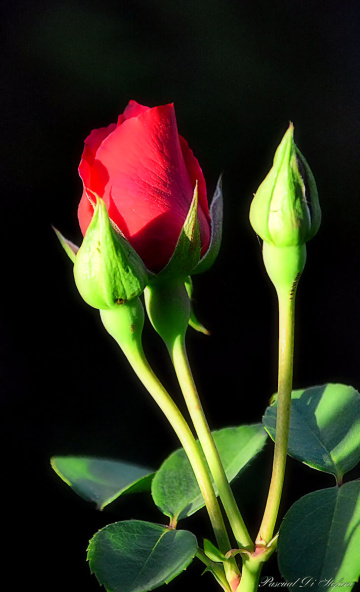 Trilogy of roses