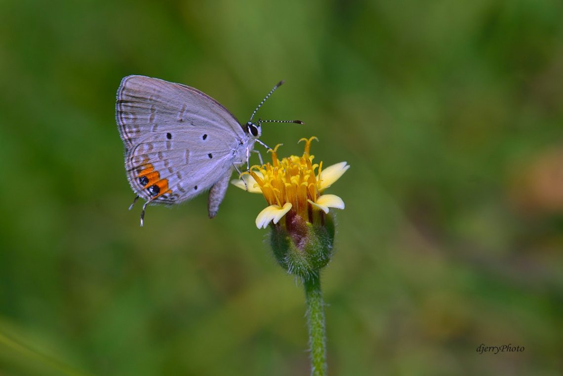 Mini Butterfly