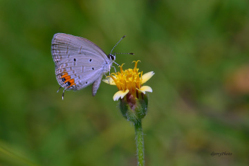 Mini Butterfly
