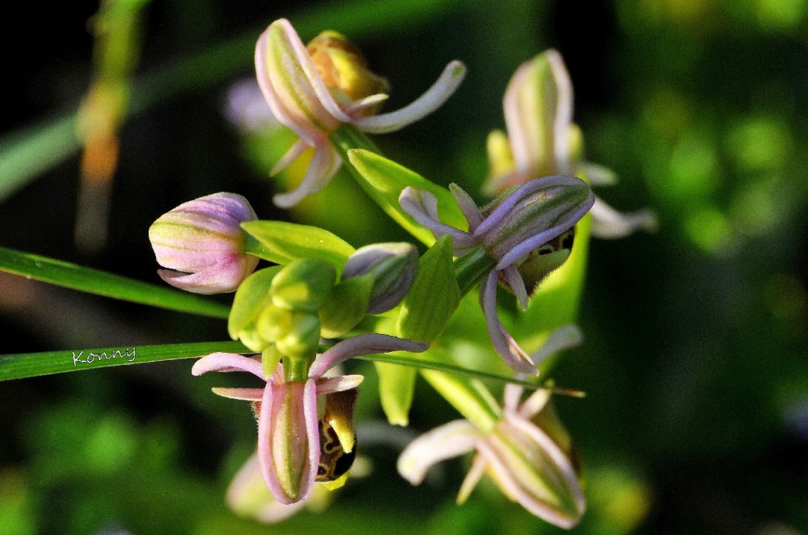 wild orchid 