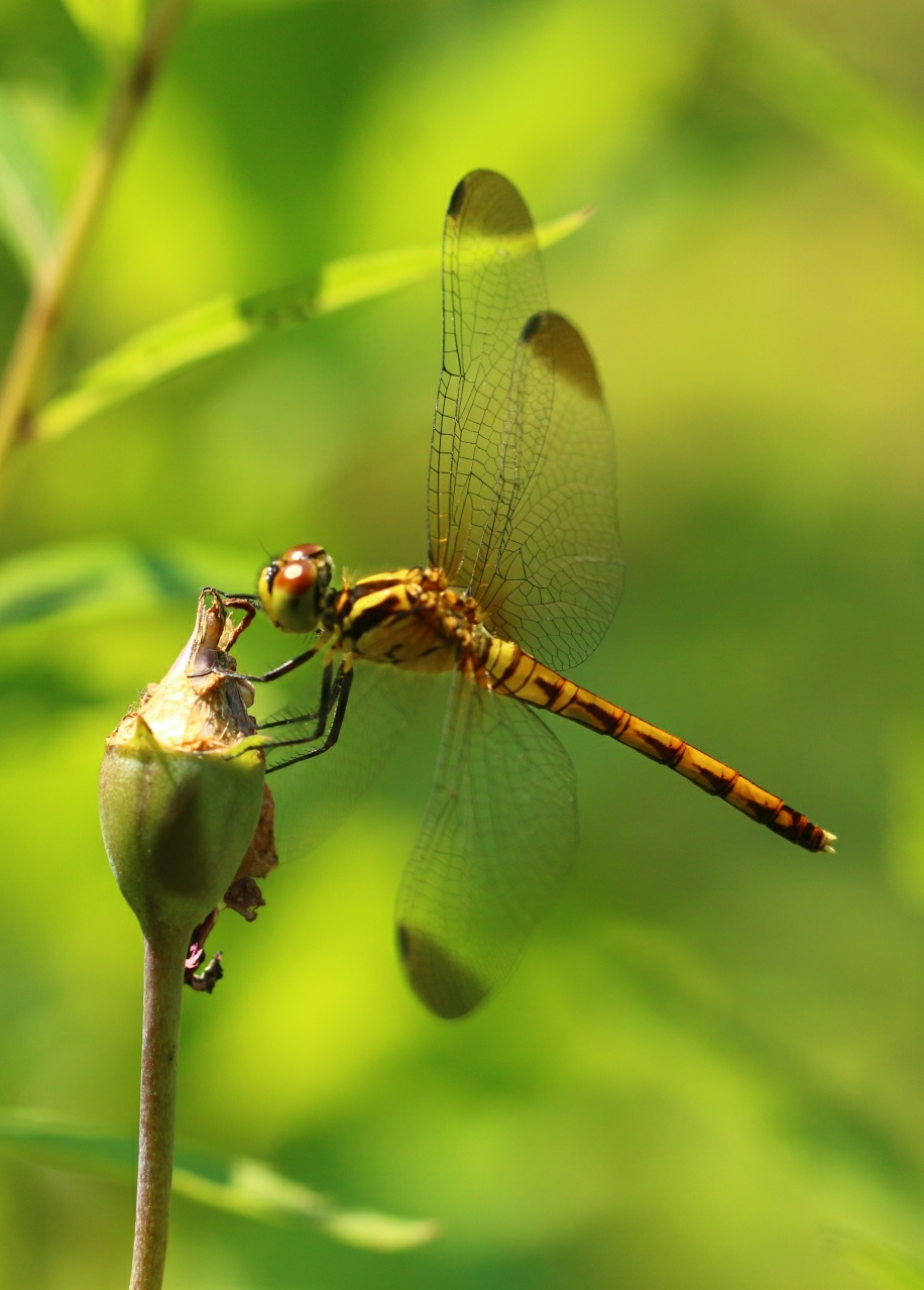 Dragonfly