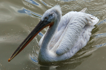 Dalmatian Pelican