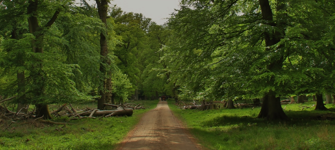 The Beech Forest