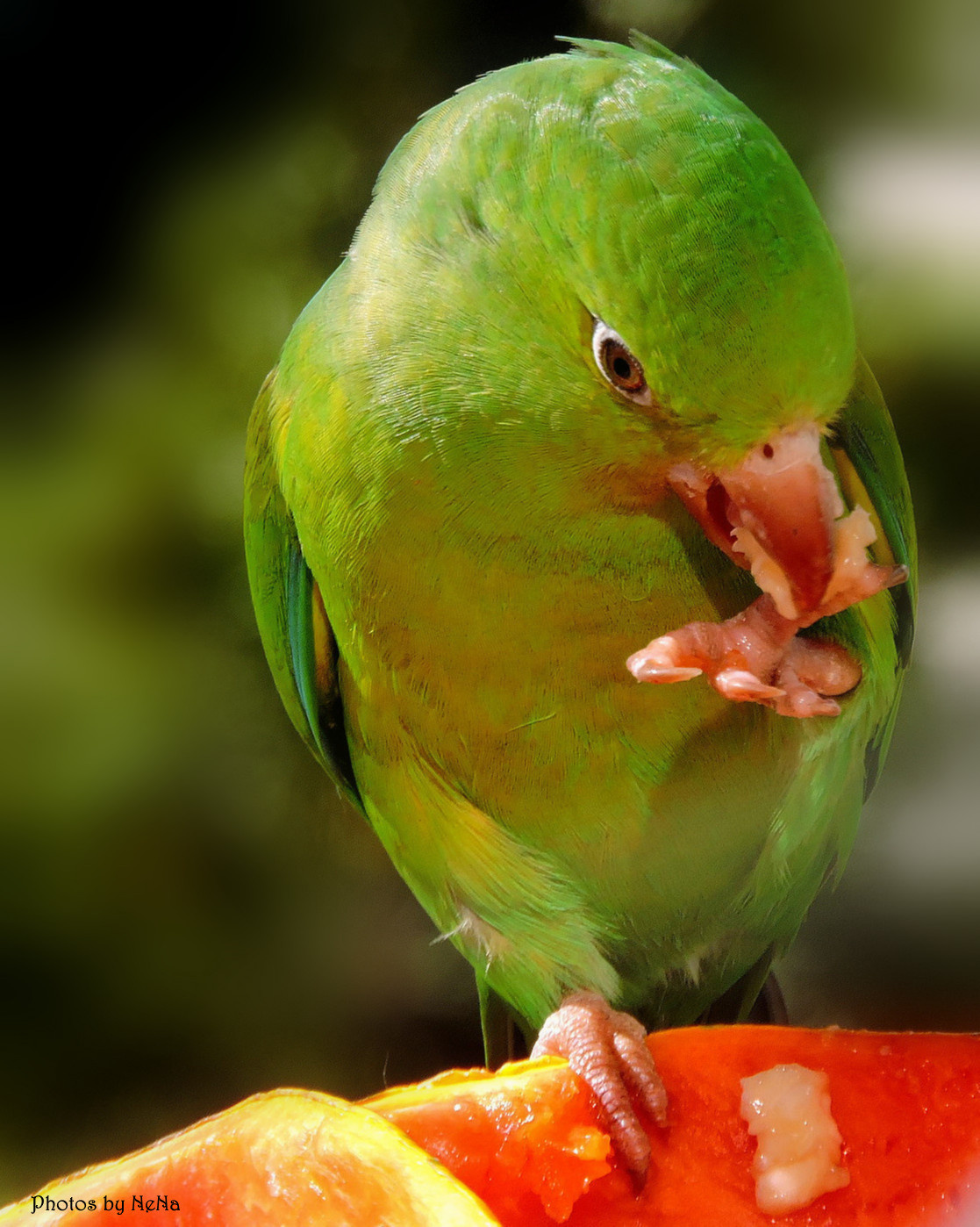 Eating Banana