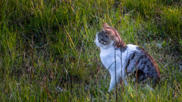 Kedi
