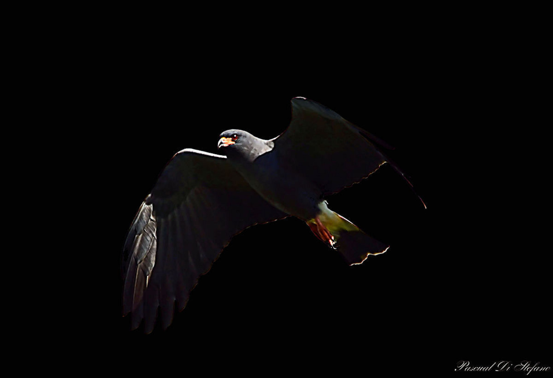 Eagle in the dark