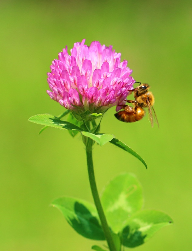 bee with you