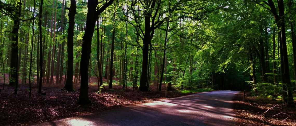 Forest view