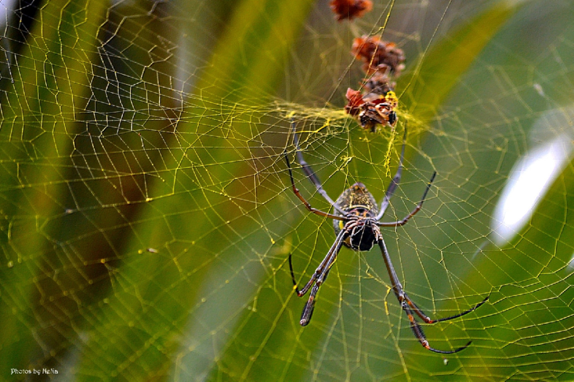 The spider and its web