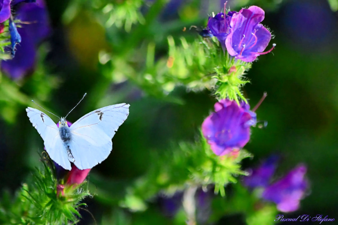 Little Beauty II