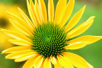 Like the sun