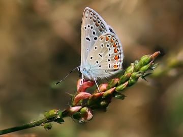 Kelebek XIX
