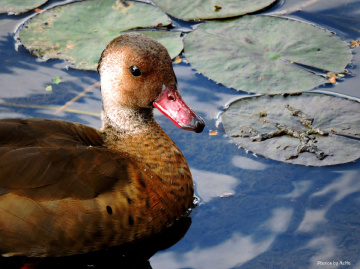Widgeon