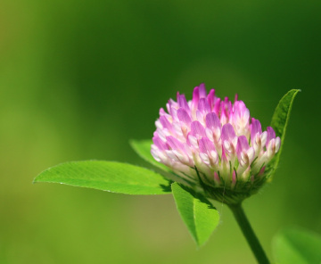Astragalus