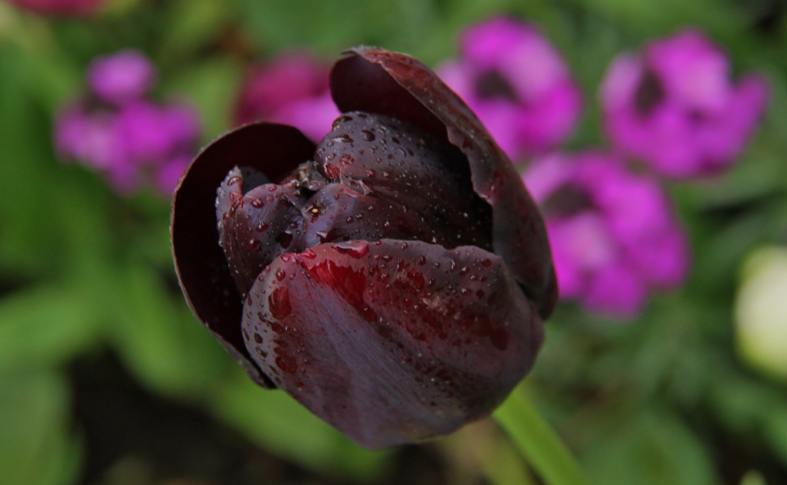 After the mild summer rain