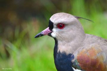 Vanellus chilensis I