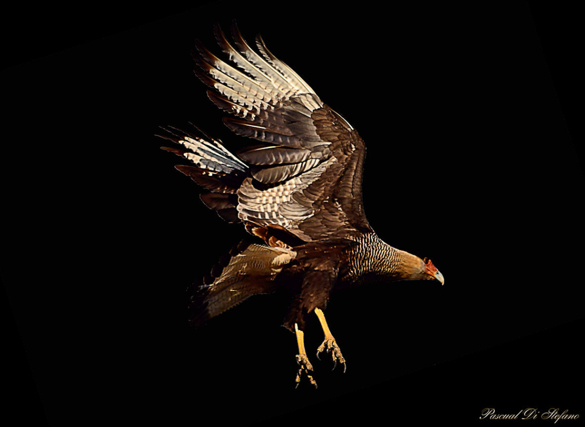 Eagle in the dark II