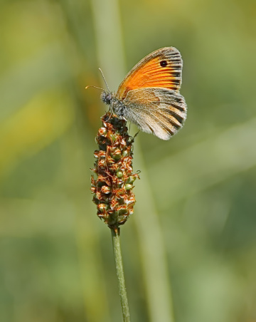 Orange one
