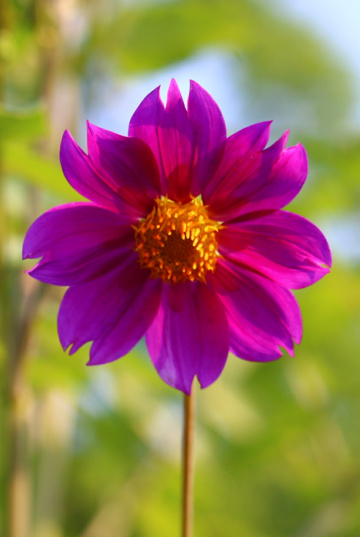 Flower :-)