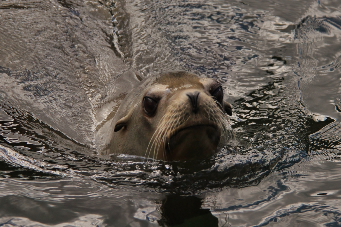 Hello Sea Lion !
