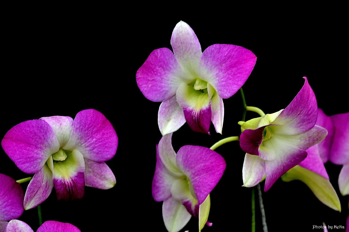Orchids III