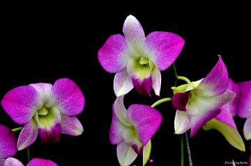 Orchids III