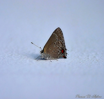 Miniature butterfly