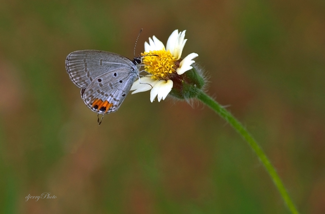 Mini Butterfly