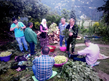 Ihlamur ayıklayanlar