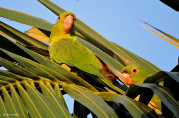 Hiding in the coconut tree