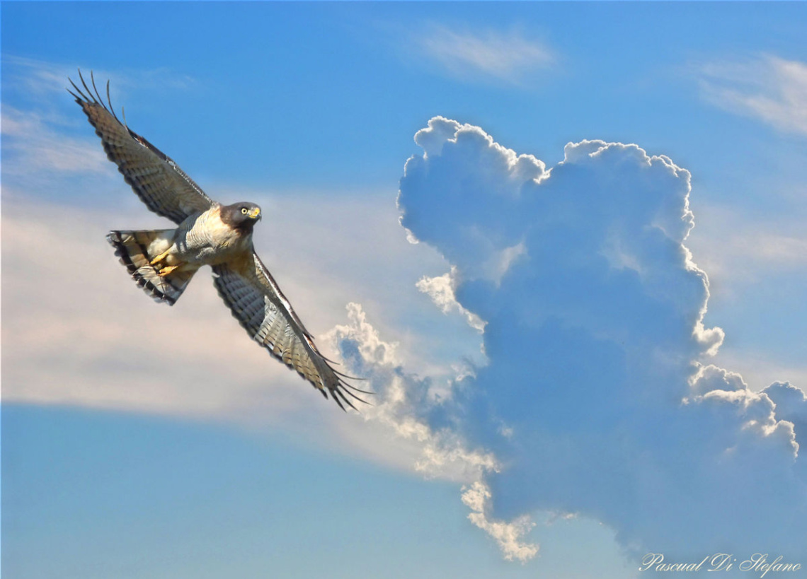 Eagle and dog on clouds