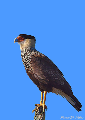 Majestic carcará