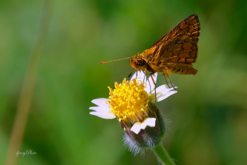 Mini Butterfly 2.